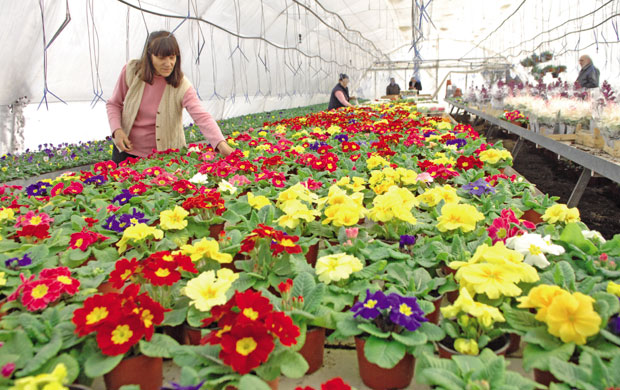 Цвећарство је увек БИЗНИС који цвета